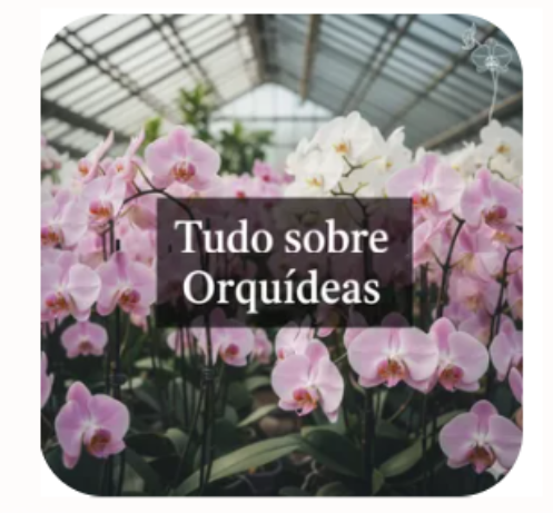 Tudo Sobre Orquídeas – Guia Completo